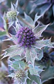 ERYNGIUM MARITIMUM, SEA HOLLY