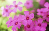 PHLOX DOUGLASII CRACKERJACK, PHLOX