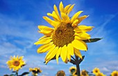 HELIANTHUS ANNUUS, SUNFLOWER