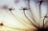 HERACLEUM SPHONDYLIUM, HOGWEED