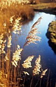 PHRAGMITES AUSTRALIS, REEDS, SEDGE