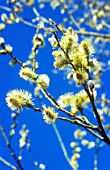 SALIX CAPREA, PUSSY WILLOW