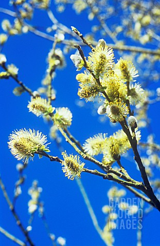 SALIX_CAPREA_PUSSY_WILLOW