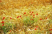 HORDEUM DISTICHON, BARLEY