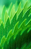 MELIANTHUS MAJOR, HONEY BUSH