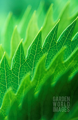 MELIANTHUS_MAJOR_HONEY_BUSH