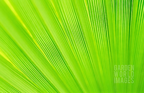 WASHINGTONIA_FILIFERA_DESERT_FAN_PALM
