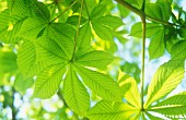 AESCULUS HIPPOCASTANUM, HORSE CHESTNUT