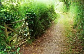 HEDERA HELIX, IVY