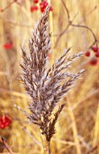 PHRAGMITES AUSTRALIS, REEDS, SEDGE