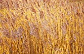 PHRAGMITES AUSTRALIS, REEDS, SEDGE