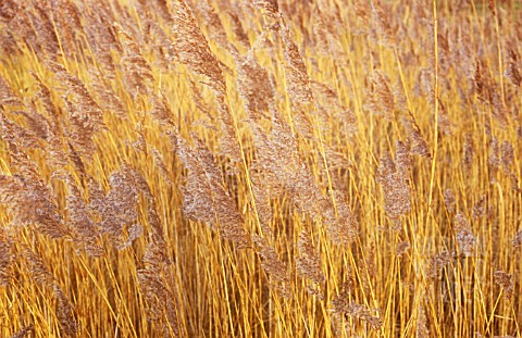 PHRAGMITES_AUSTRALIS_REEDS_SEDGE