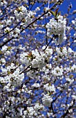 PRUNUS SHIROTAE, CHERRY