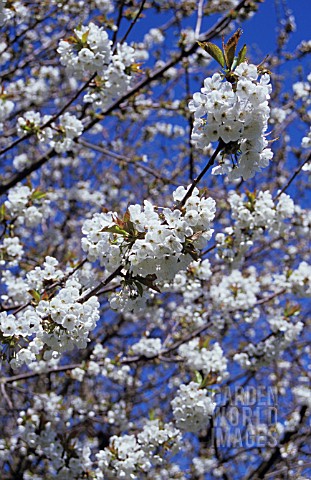 PRUNUS_SHIROTAE_CHERRY