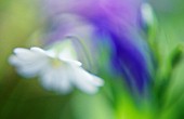 STELLARIA HOLOSTEA, STITCHWORT