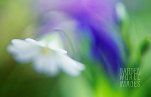 STELLARIA_HOLOSTEA_STITCHWORT