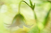 STELLARIA HOLOSTEA, STITCHWORT