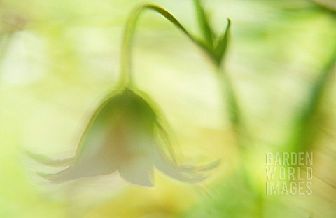 STELLARIA_HOLOSTEA_STITCHWORT