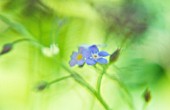 MYOSOTIS ARVENSIS, FORGETMENOT