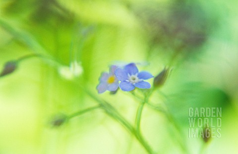 MYOSOTIS_ARVENSIS_FORGETMENOT