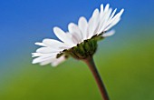 BELLIS PERENNIS, DAISY, LAWN DAISY