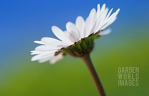 BELLIS_PERENNIS_DAISY_LAWN_DAISY