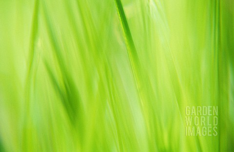 POA_ANNUA_ANNUAL_MEADOW_GRASS