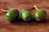 QUERCUS ROBUR - ACORNS