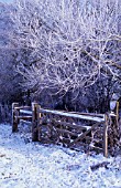 ALNUS GLUTINOSA IN WINTER