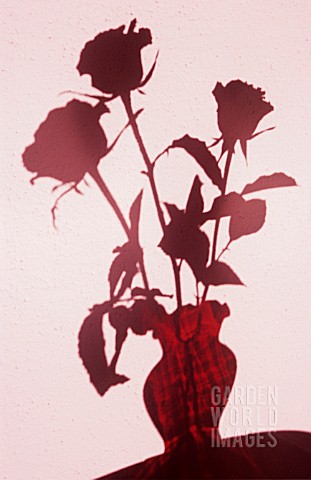 ROSES_IN_A_VASE_IN_SILHOUETTE_AGAINST_A_PINK_WALL