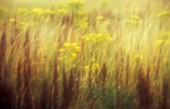 RUMEX ACETOSA, SOFT FOCUS SHOT OF THE PERENNIAL HERB GROWING WILD IN A MEADOW