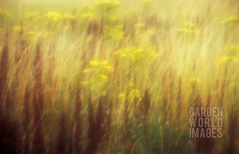 RUMEX_ACETOSA_SOFT_FOCUS_SHOT_OF_THE_PERENNIAL_HERB_GROWING_WILD_IN_A_MEADOW