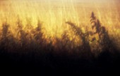 URTICA DIOICA, SOFT FOCUS SILHOUETTE AGAINST GRASSES IN SUNLIGHT