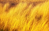 FESTUCA RUBRA, SOFT FOCUS IN GOLDEN SUNLIGHT