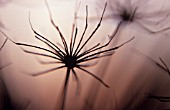 HERACLEUM SPHONDYLIUM, SEEDHEADS IN SILHOUETTE