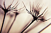 HERACLEUM SPHONDYLIUM, SEEDHEADS IN SILHOUETTE