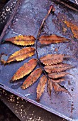 SORBUS AUCUPARIA IN AUTUMN COLOUR ON A METAL TRAY