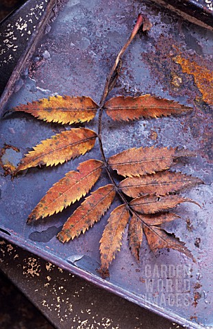 SORBUS_AUCUPARIA_IN_AUTUMN_COLOUR_ON_A_METAL_TRAY