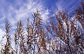 CHAMERION AUGUSTIFOLIUM