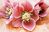 HELLEBORUS ORIENTALIS, HELLEBORE