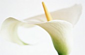 ZANTEDESCHIA, LILY - ARUM LILY, CALLA LILY