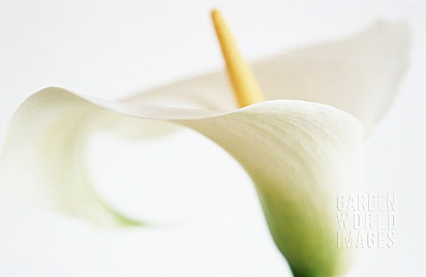 ZANTEDESCHIA_LILY__ARUM_LILY_CALLA_LILY