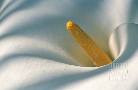 ZANTEDESCHIA_LILY__ARUM_LILY_CALLA_LILY