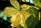 AESCULUS HIPPOCASTANUM, HORSE CHESTNUT