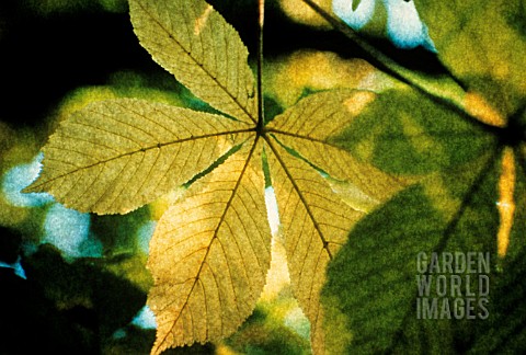 AESCULUS_HIPPOCASTANUM_HORSE_CHESTNUT