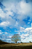 QUERCUS ROBUR, OAK