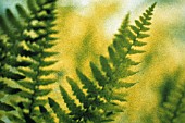 PTERIDIUM AQUILINUM, FERN - BRACKEN