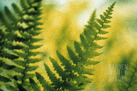 PTERIDIUM_AQUILINUM_FERN__BRACKEN