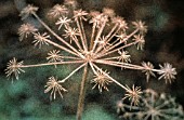 HERACLEUM SPHONDYLIUM, HOGWEED