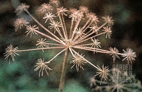 HERACLEUM_SPHONDYLIUM_HOGWEED